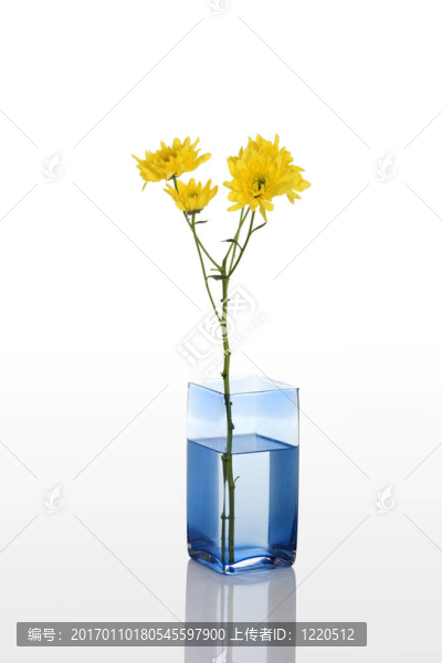 黃色的花