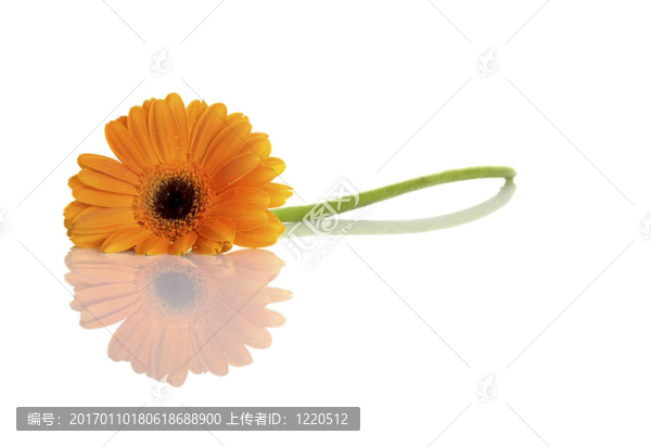 美麗的橙色的花