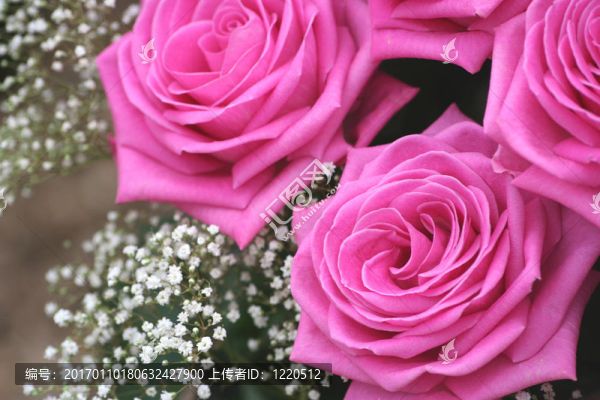 三粉紅色的玫瑰和白色-匯圖網(wǎng) www.fosd68.com 三粉紅色的玫瑰和白色