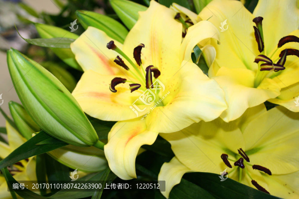 美麗的花盛開的百合-匯圖網(wǎng) www.fosd68.com 美麗的花盛開的百合