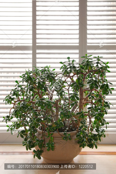 室內(nèi)植物