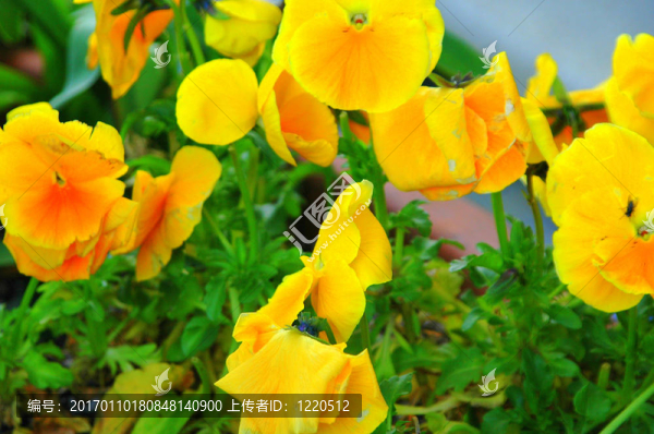 五顏六色的花朵