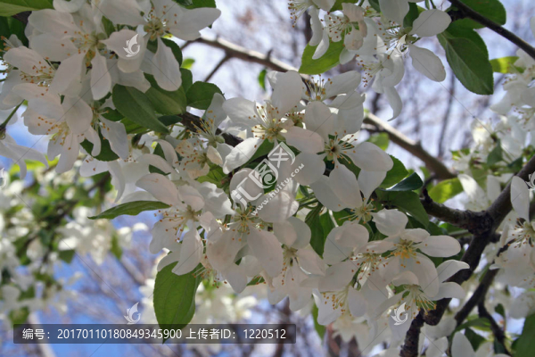 蘋果花開的時(shí)候