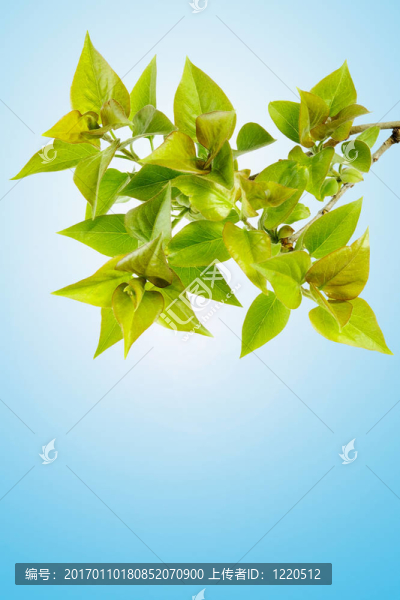 完美的春天的樹葉