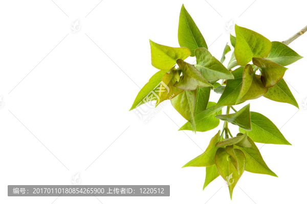 完美的春天的樹葉