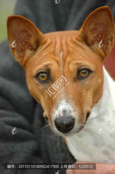 巴辛吉犬頭像