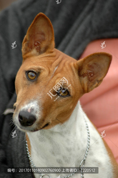 巴辛吉犬