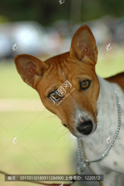 巴辛吉犬頭像