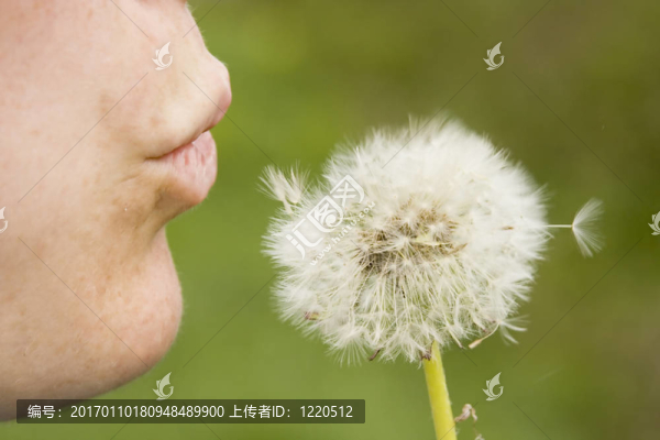 蒲公英