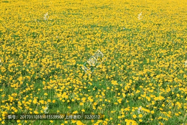 蒲公英-匯圖網(wǎng) www.fosd68.com 蒲公英