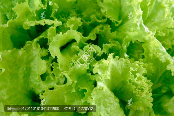 生菜