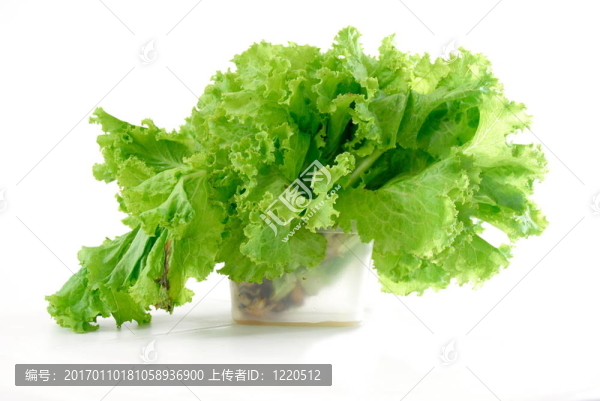 生菜