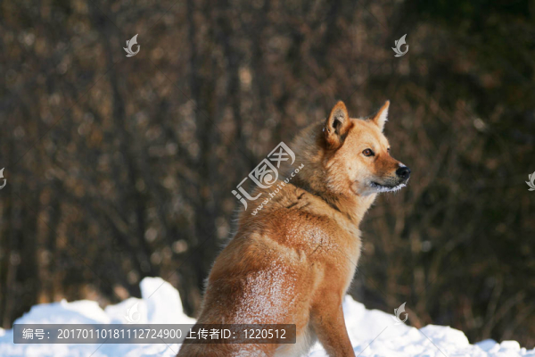看見一只狗-匯圖網(wǎng) www.fosd68.com 看見一只狗