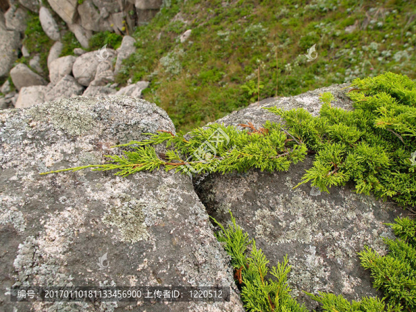 常綠矮林木匍匐在巖石山的巖石布什-匯圖網(wǎng) www.fosd68.com 常綠矮林木匍匐在巖石山的巖石布什