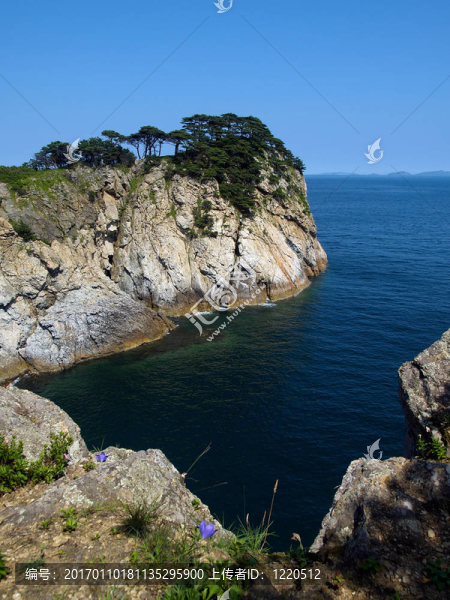 海濱松樹(shù)島灣灣預(yù)訂藍(lán)天紫羅蘭花