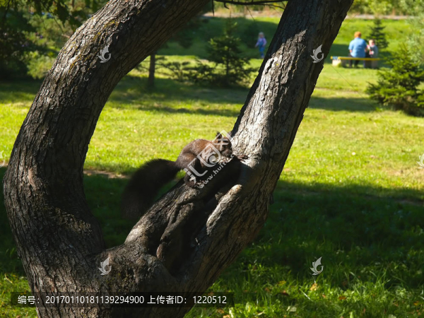 公園里的綠松鼠
