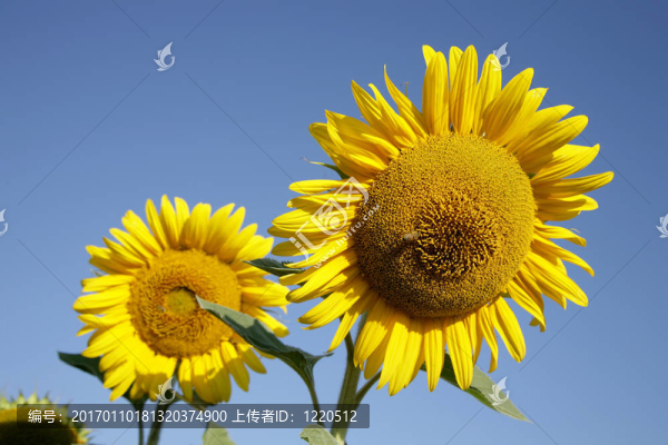 向日葵
