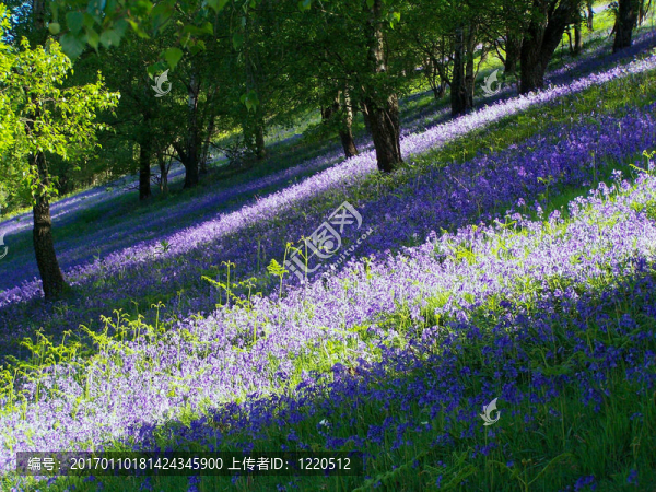 風(fēng)鈴草
