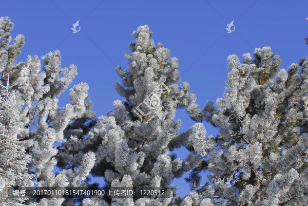 凍松樹(shù)-匯圖網(wǎng) www.fosd68.com 凍松樹(shù)