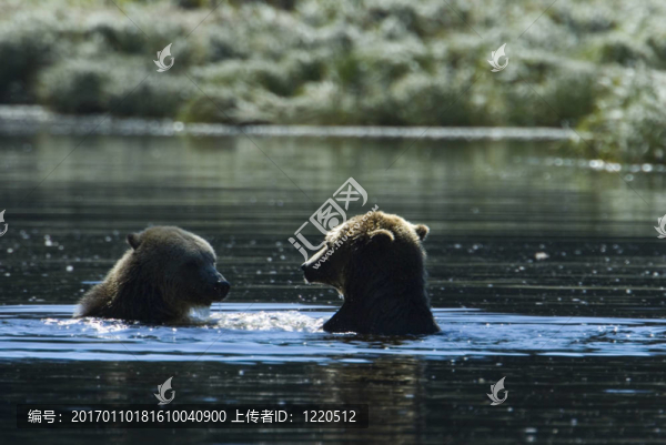 grizzliy浴室