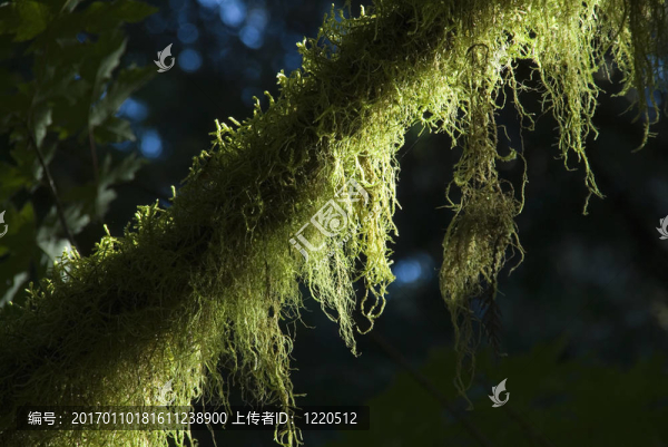 背光中的古樹(shù)