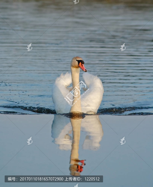 游泳野天鵝天鵝