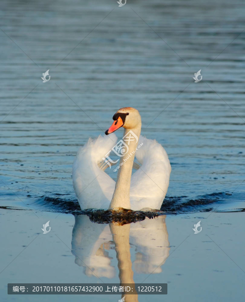 游泳野天鵝天鵝
