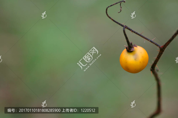 黃色的漿果