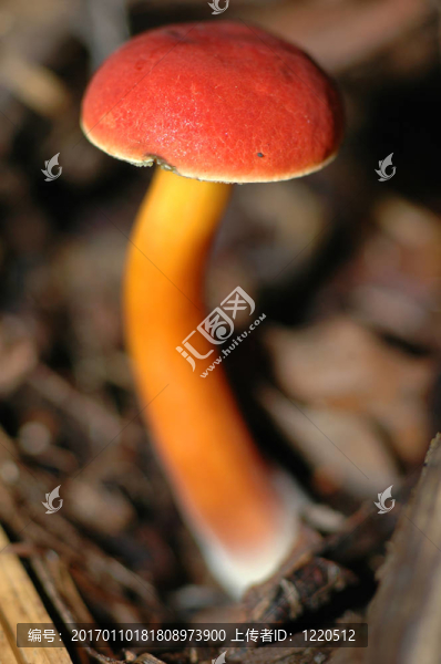 紅菌-匯圖網(wǎng) www.fosd68.com 紅菌