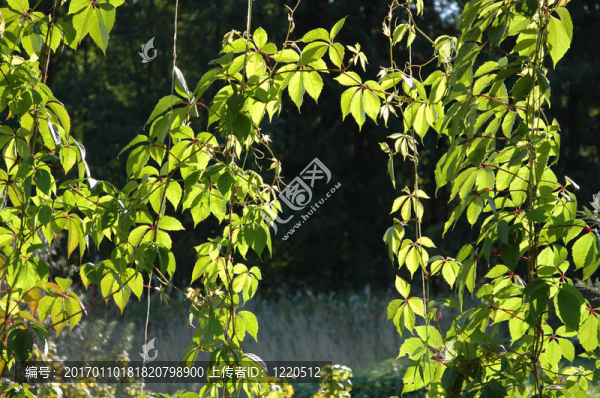 在陽(yáng)光下的樹(shù)葉攀登的植物