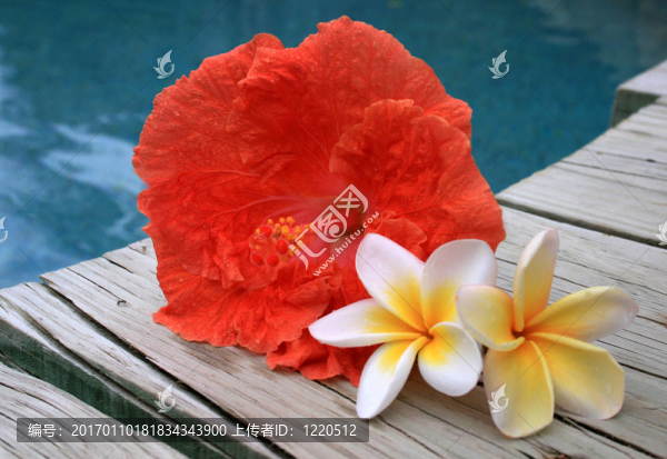 熱帶花卉