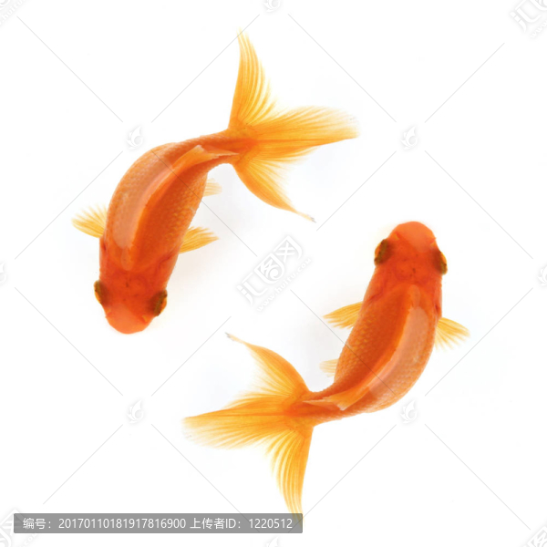 兩條金魚在圈子里游泳