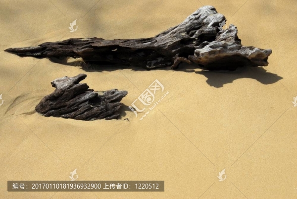 海灘上的德里夫特伍德