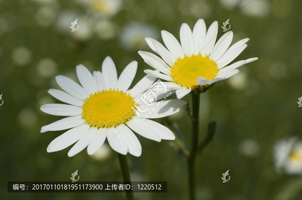 雛菊