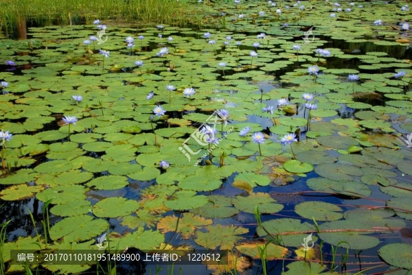 水lillys場