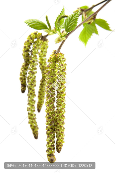 樺春葉
