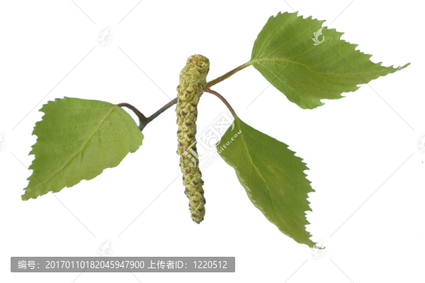 樺樹的葉子