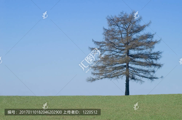 落葉松