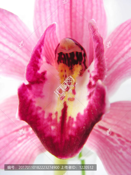 蘭花3