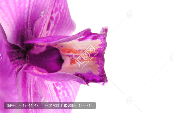 紫蘭花