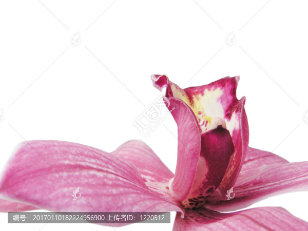 下一個(gè)紅色的蘭花-匯圖網(wǎng) www.fosd68.com 下一個(gè)紅色的蘭花