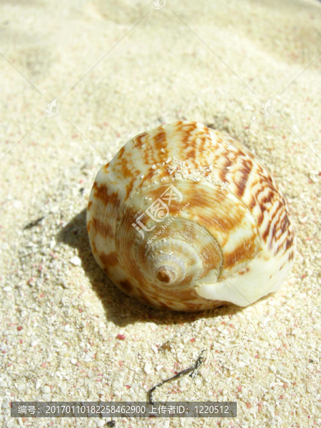 海灘上的貝殼
