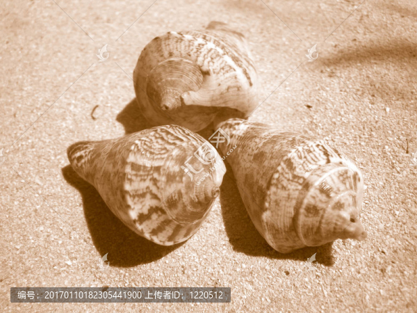 海灘上的貝殼