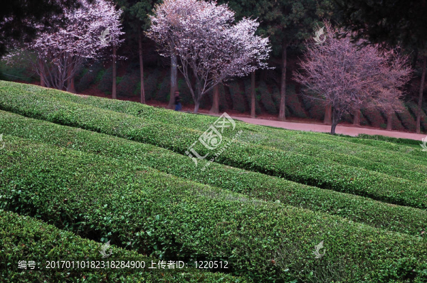茶和櫻桃