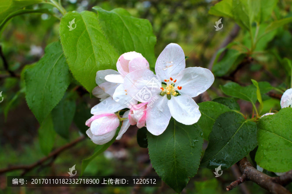 雨后蘋果花
