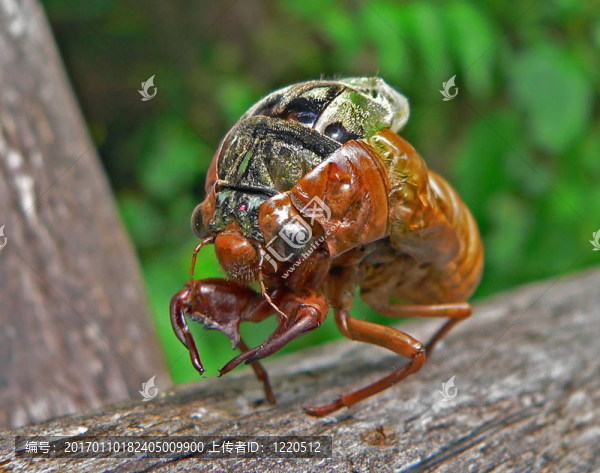 其在生產(chǎn)中的蟬（Cicadetta,pellosoma）
