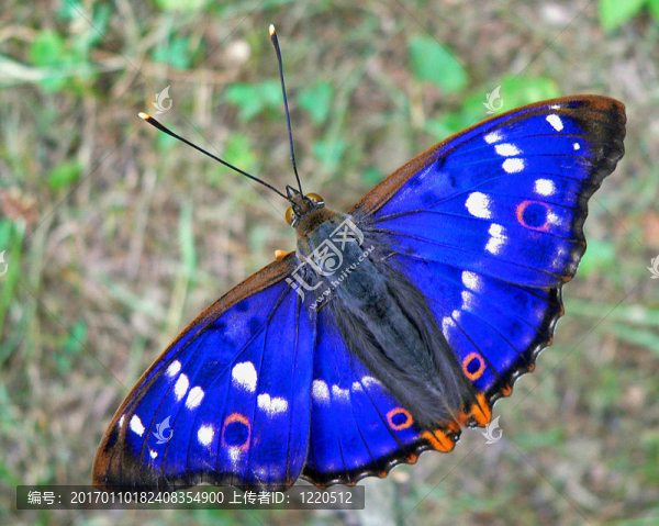 蝴蝶山紫（Apatura,iris,amurensis）3