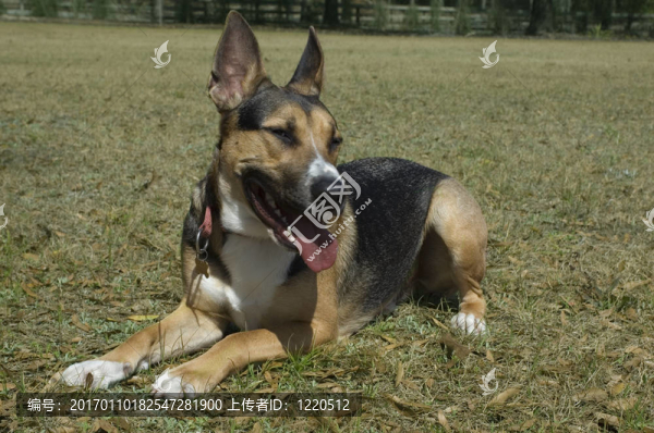 德國牧羊犬