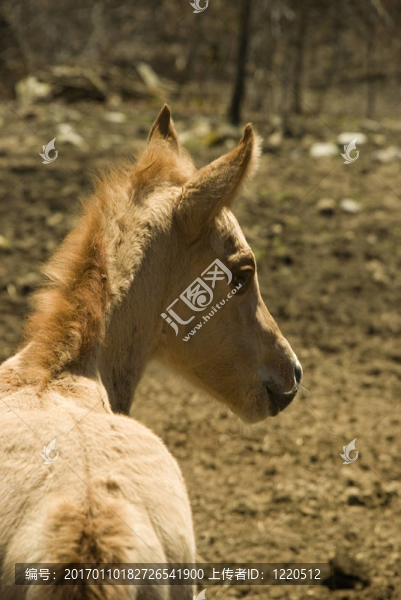 小母馬四天-匯圖網(wǎng) www.fosd68.com 小母馬四天