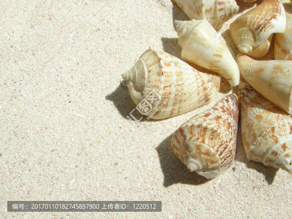 海灘上的貝殼